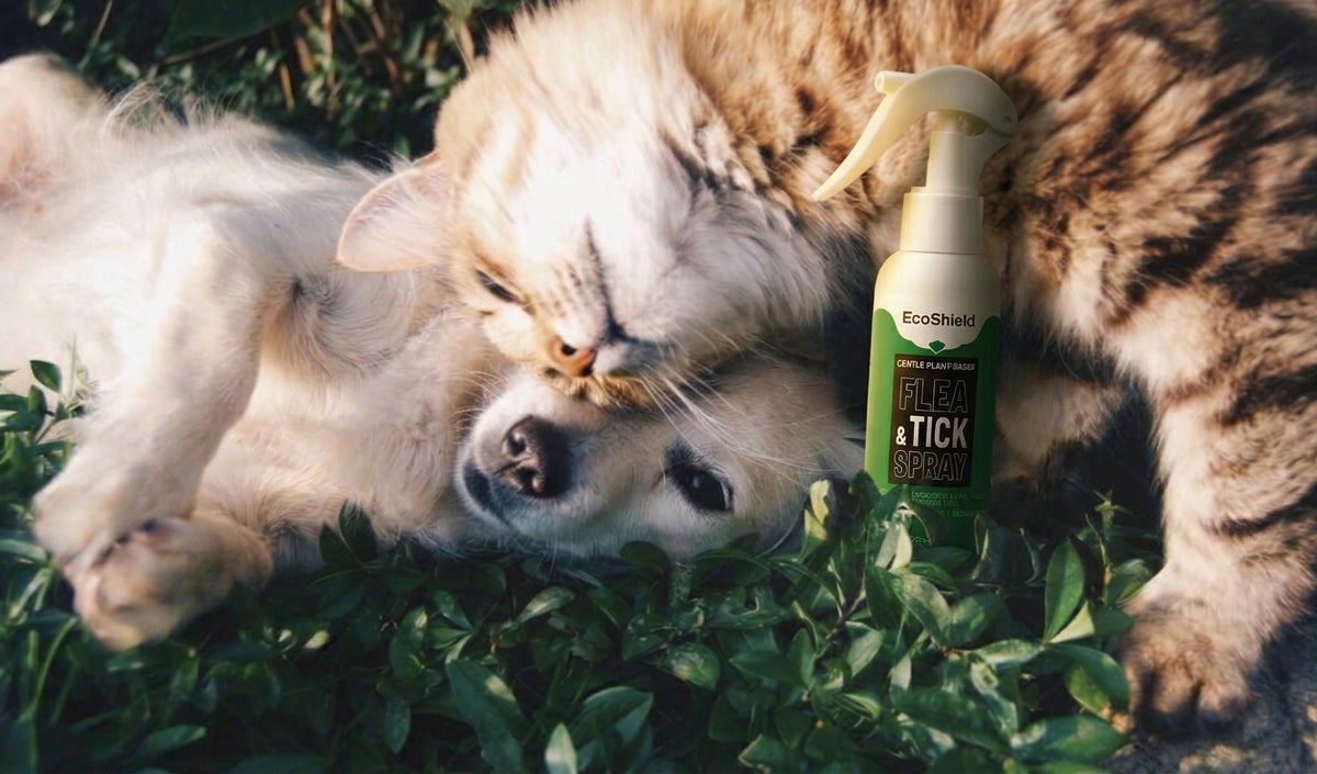 EcoShield Flea & Tick Spray standing in the grass beside a dog and cat cuddling in the sun