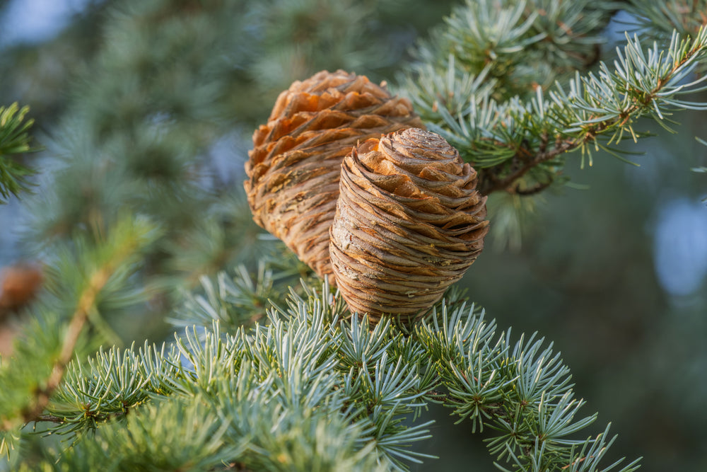 Cedar cones on a cedar branch