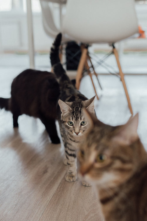 Two tabby cats walking across a wooden floor