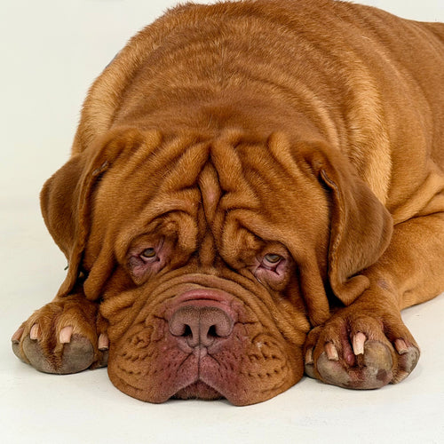 Large Dogue de Bordeaux resting its head on its paws