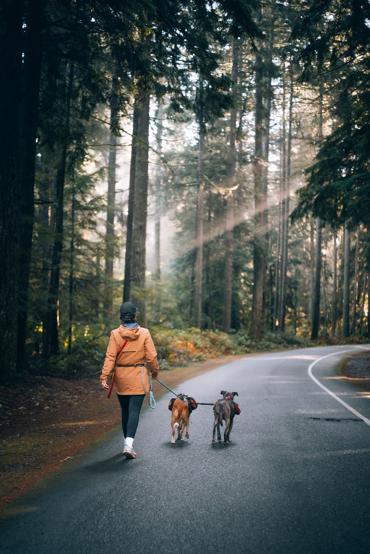 Person walking two dogs along a misty forest road