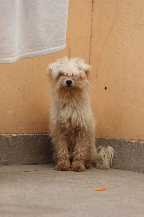 Small scruffy terrier standing against a wall