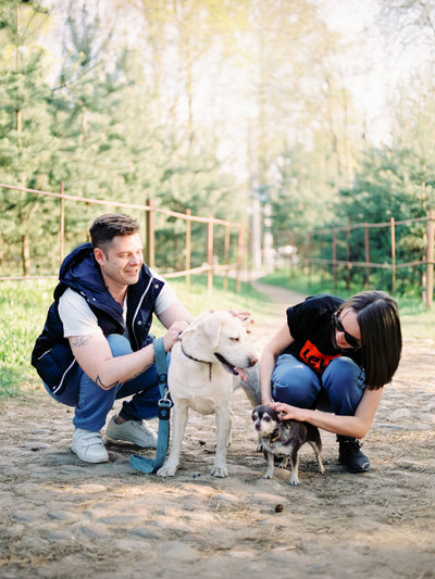 Couple patting a labrador and a chihuahua on a forest path