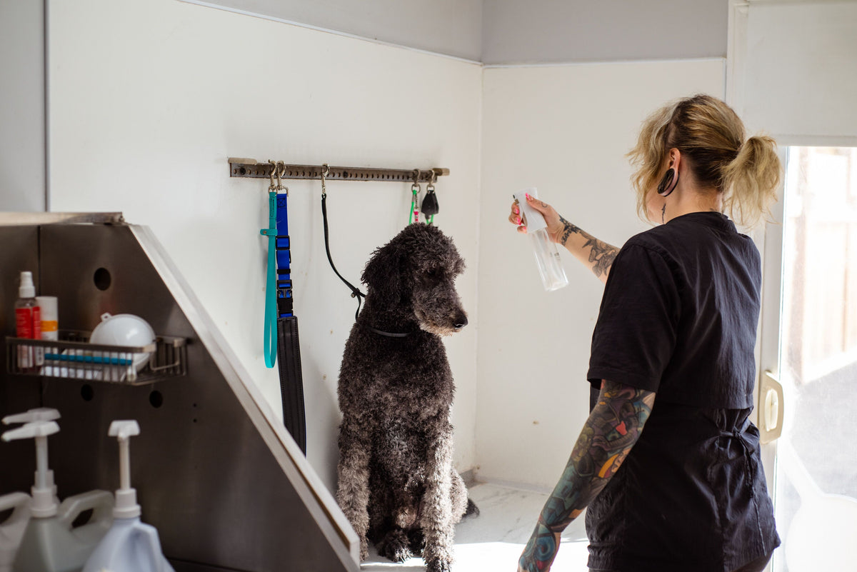 Groomer misting a dog's coat with a spray bottle