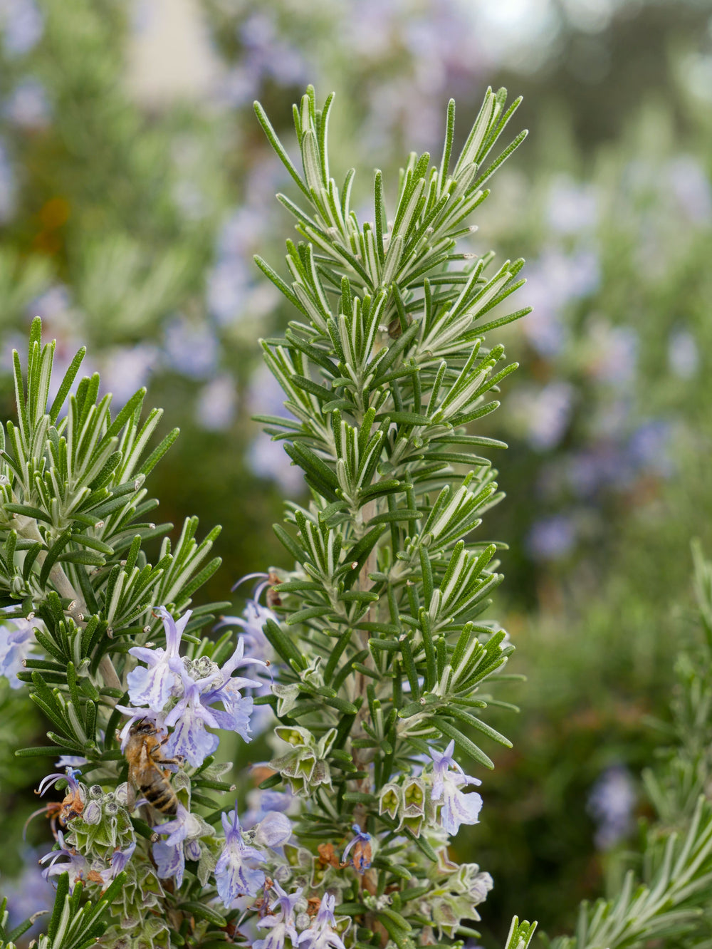 Flowering rosemary plant