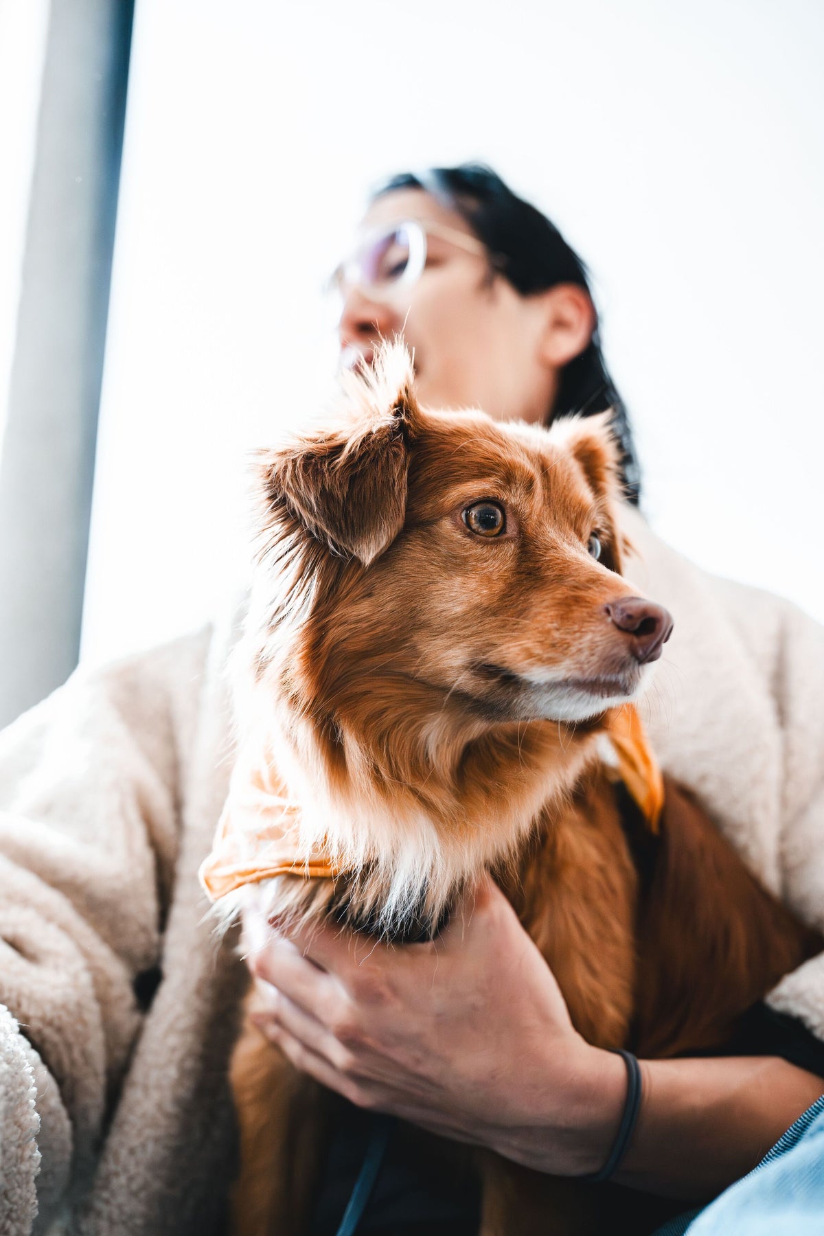 Fluffy brown dog relaxing in its owner's arms