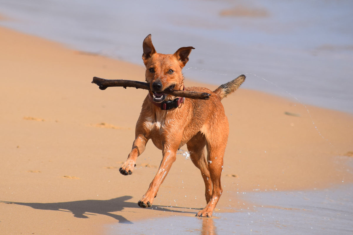 Happy dog running along the beach with a stick